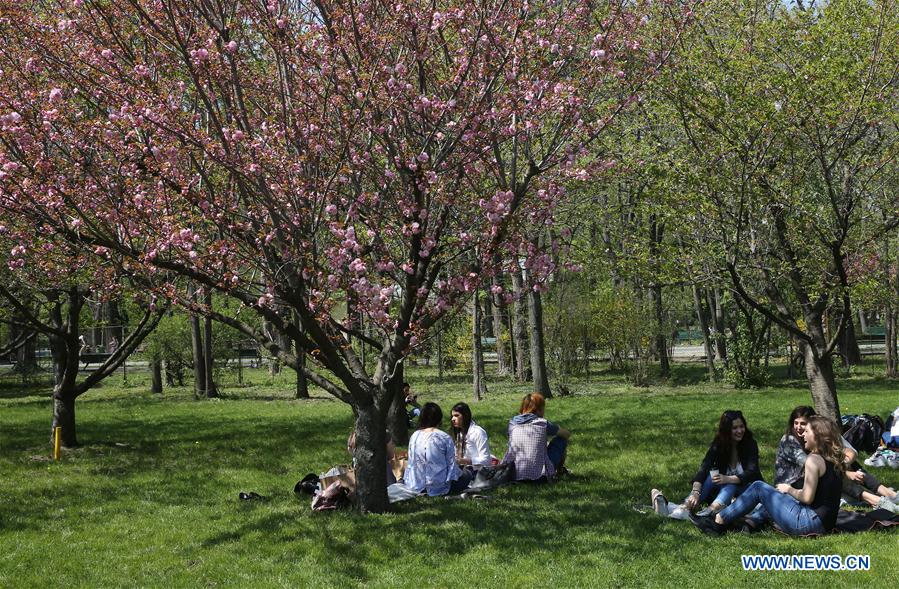 ROMANIA-BUCHAREST-CHERRY BLOSSOM