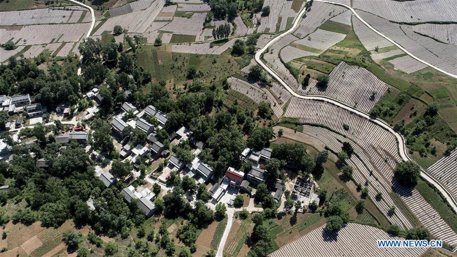 CHINA-SHAANXI-LUONAN-RED CLUSTER PEPPER (CN)