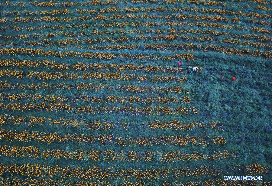 #CHINA-GUIZHOU-MARIGOLD-HARVEST (CN)