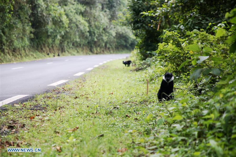 RWANDA-NYUNGWE NATIONAL PARK-SCENERY