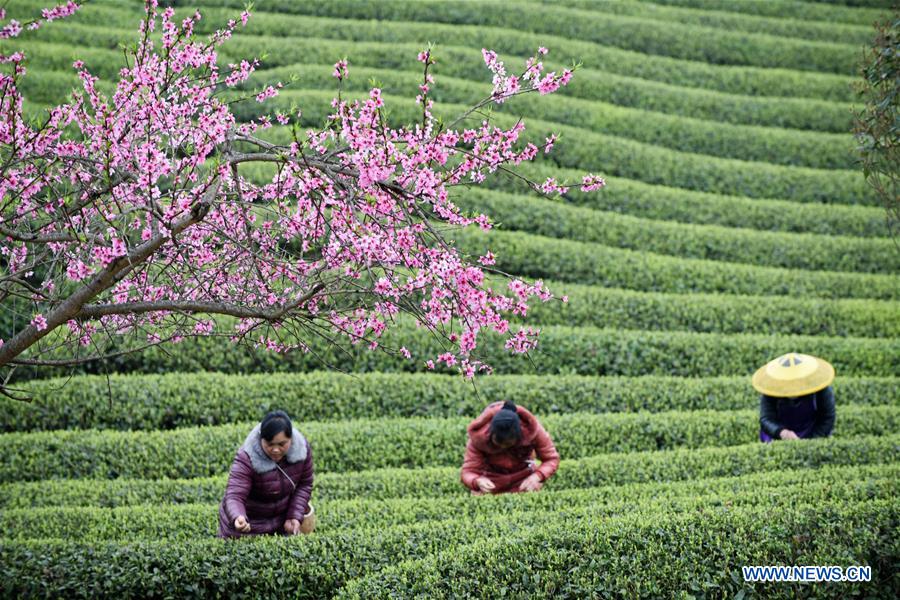 CHINA-GUIIZHOU-TEA-HARVEST (CN)