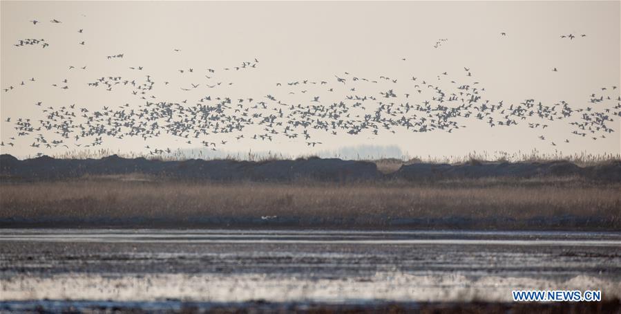 CHINA-JILIN-NATURE RESERVE-MIGRANT BIRDS (CN)