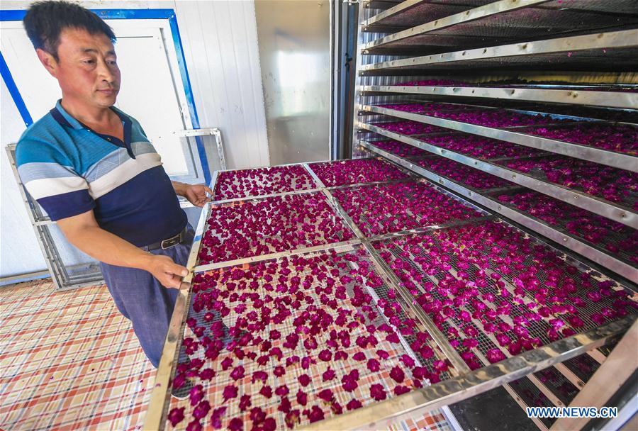 CHINA-HEBEI-FUCHENG-ROSE ECONOMY (CN)