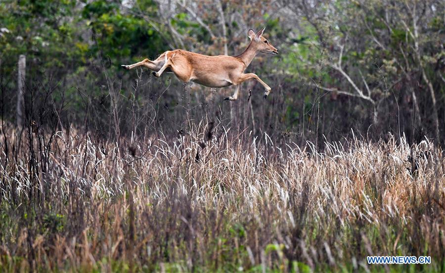 (EcoChina)CHINA-HORTICULTURAL EXPO-HAINAN (CN)