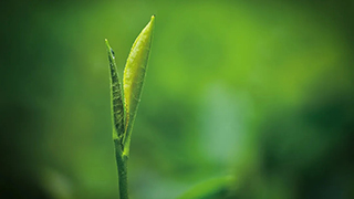 這片樹葉，改變了世界！