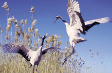 全球生物多樣性面臨危機