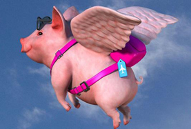 從尋風(fēng)、找豬到穿秋褲