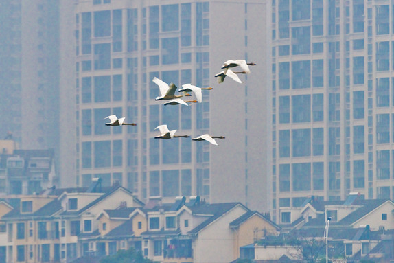 江西經(jīng)濟(jì)轉(zhuǎn)型求變：注入生態(tài)、創(chuàng)新、智能多重因子