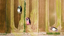 夏糧，穩(wěn)！