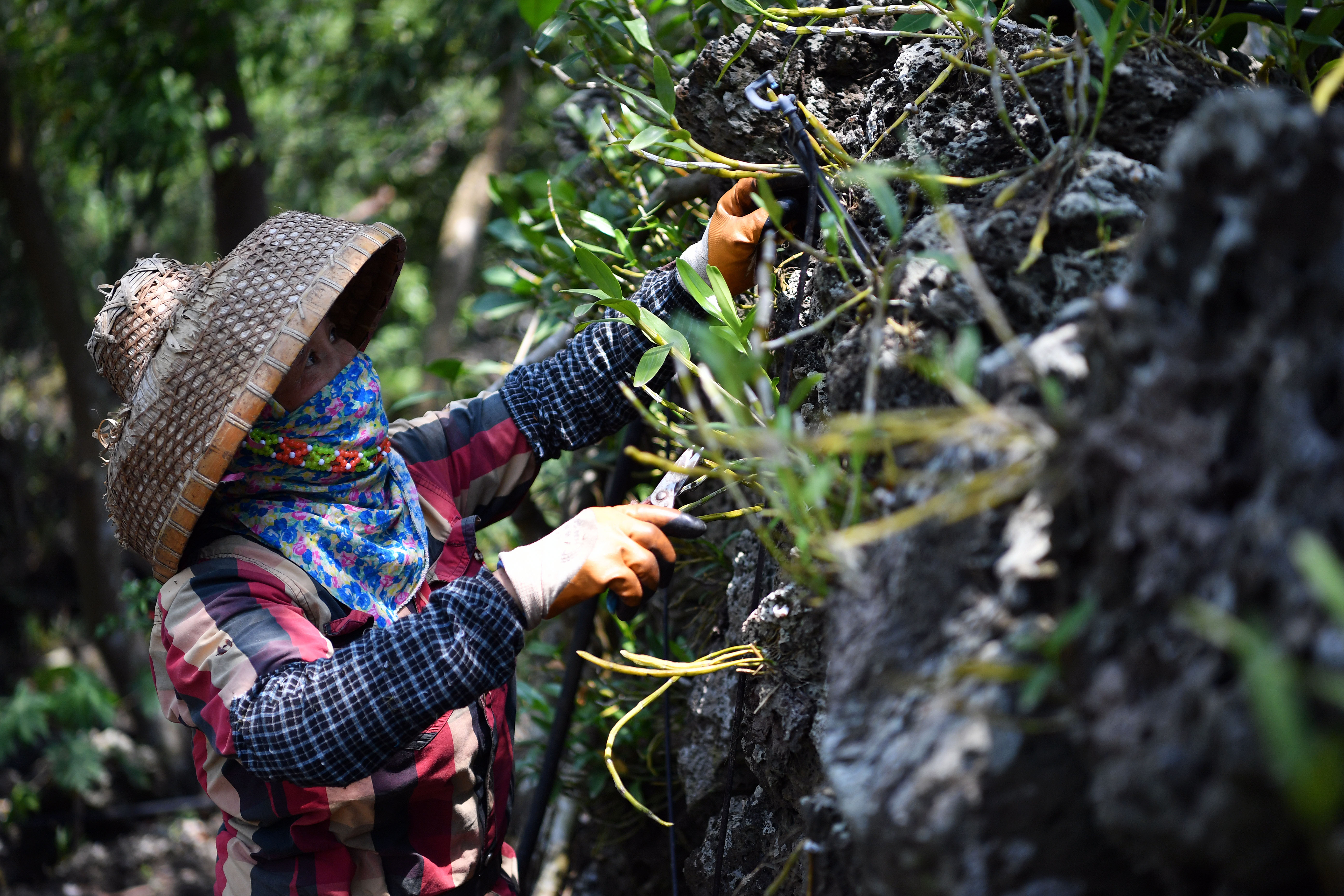 【圖集】海南施茶村：火山石上開出幸?；? /></a>
            <p class=