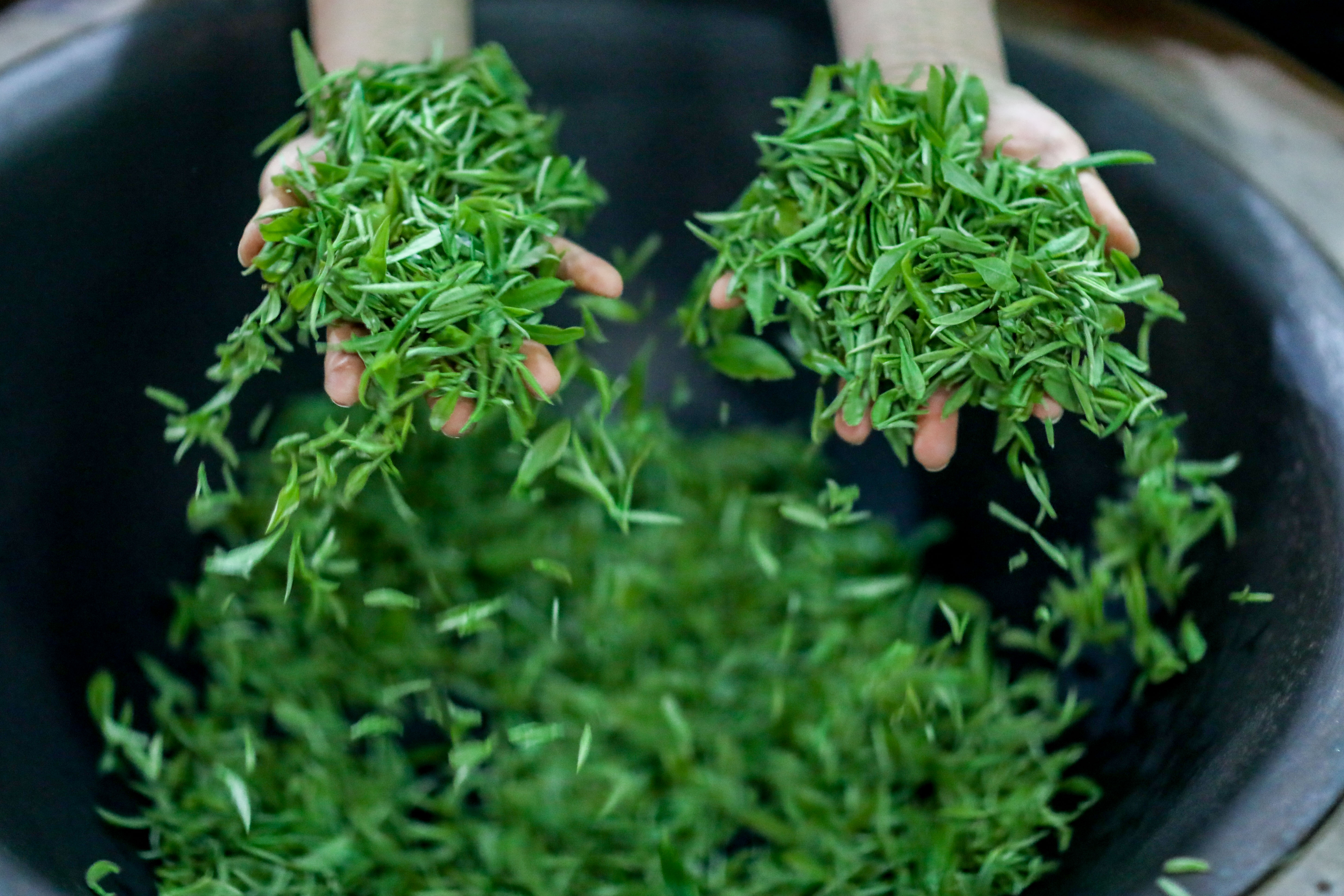 【圖集】貴州丹寨：&ldquo;扶貧茶園&rdquo;采茶忙