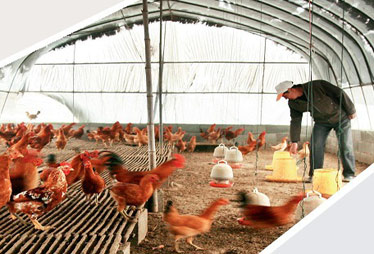 劉永好潘剛解讀家庭農(nóng)場(chǎng)模式:非養(yǎng)殖大戶(hù)升級(jí)版