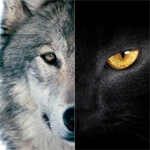 探針 | 2016：雙極，雙11