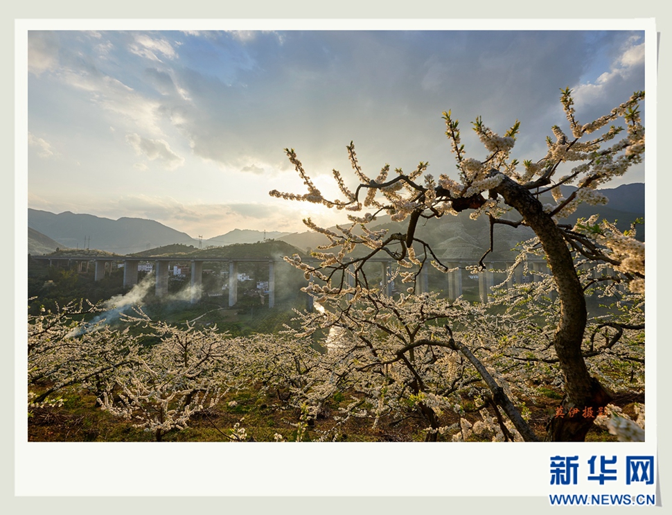 李花白，彩霞紅，春意濃