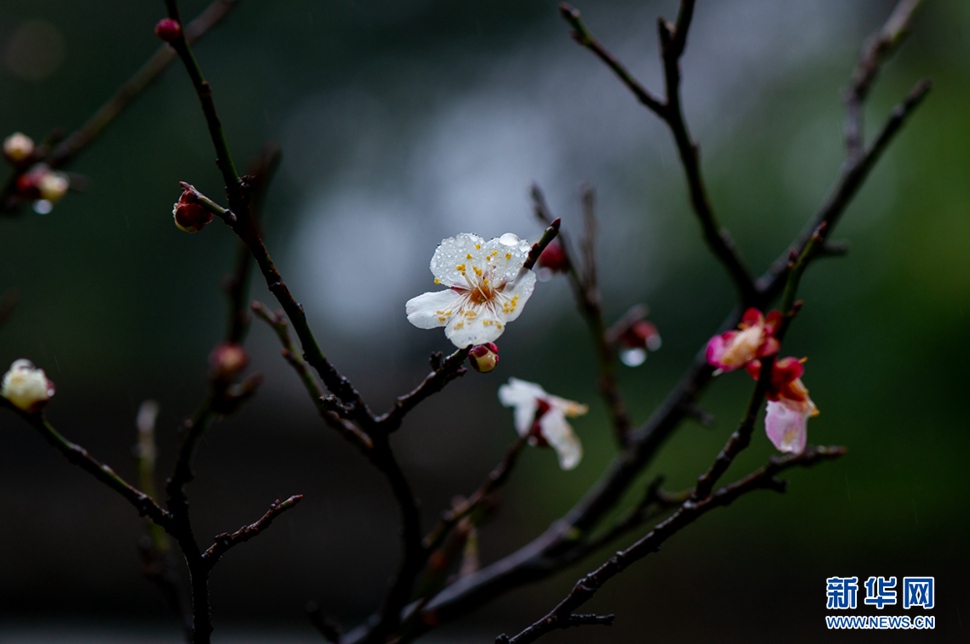 疏影橫斜，暗香浮動