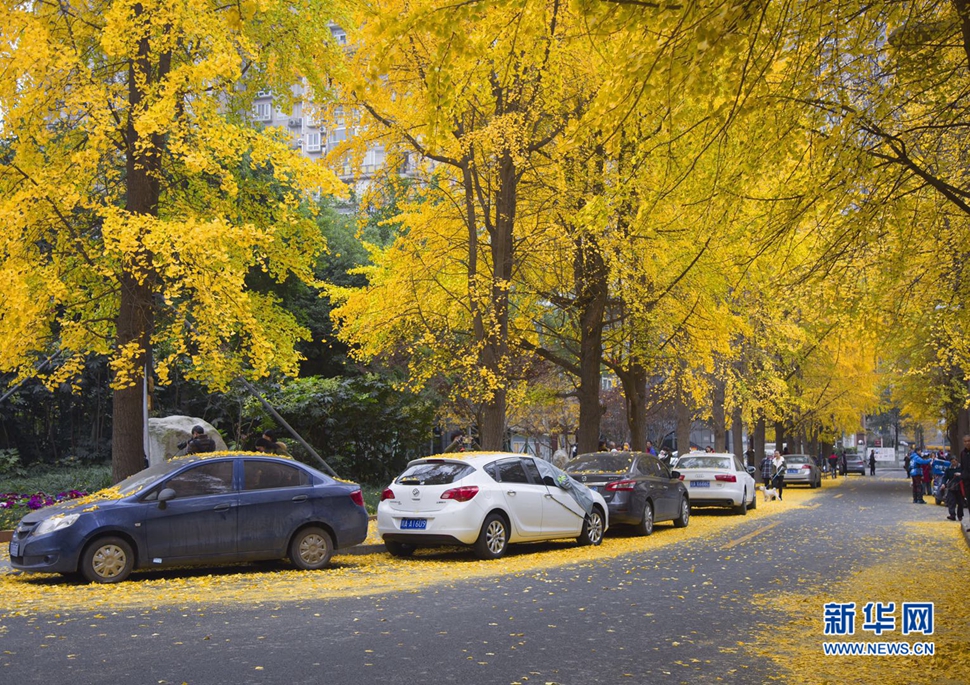 冬日暖陽，成都的銀杏已滿地