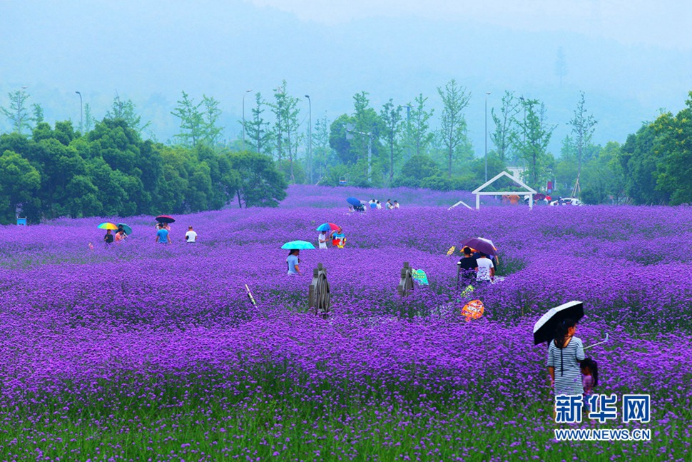 雨中游蓀湖花海，美翻了！