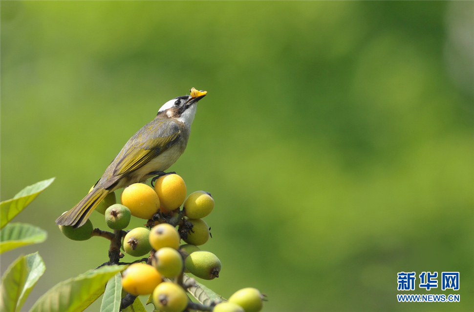 吃枇杷果的白頭鵯鳥