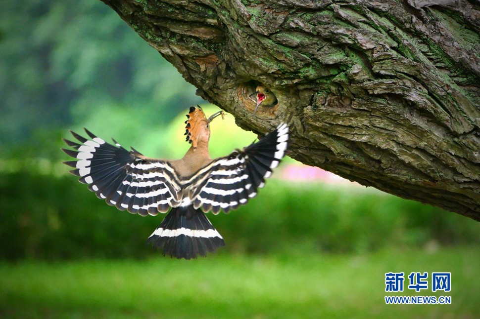 戴勝鳥(niǎo)哺育彰顯母愛(ài)的偉大