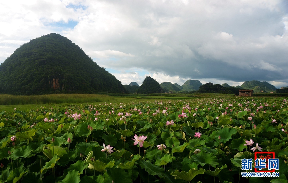 一生一世，萬畝荷花