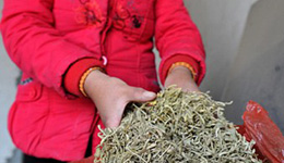 H7N9令金銀花身價(jià)倍增 中國主產(chǎn)地河北一度脫銷