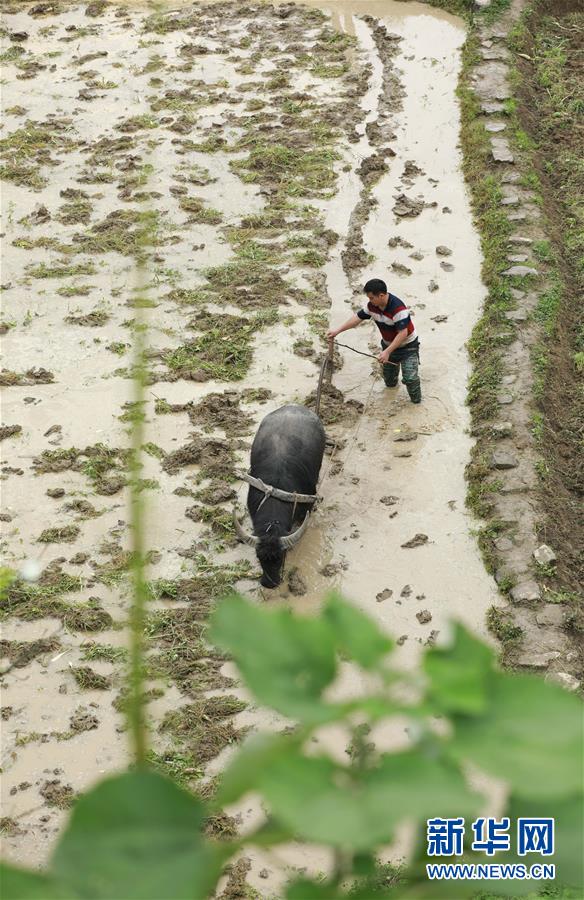 #（經(jīng)濟）（2）立夏將至農事忙