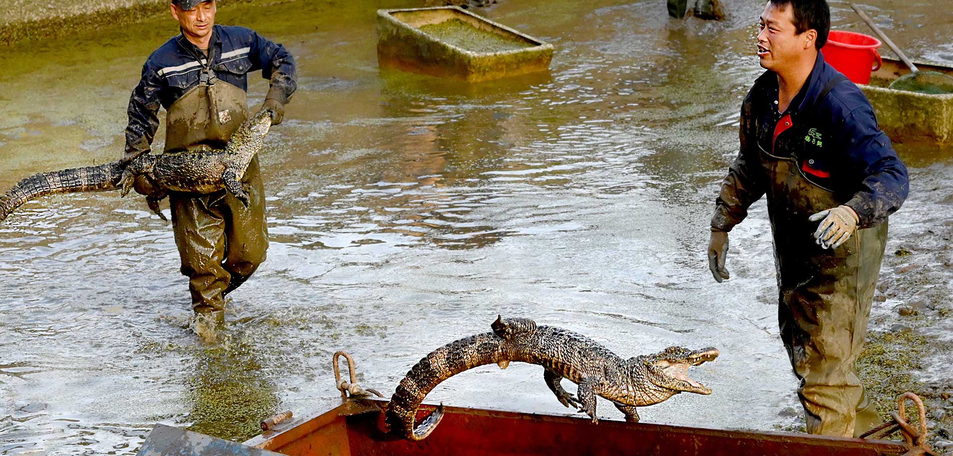 【顯影中國】&ldquo;活化石&rdquo;揚子鱷轉(zhuǎn)場冬眠記