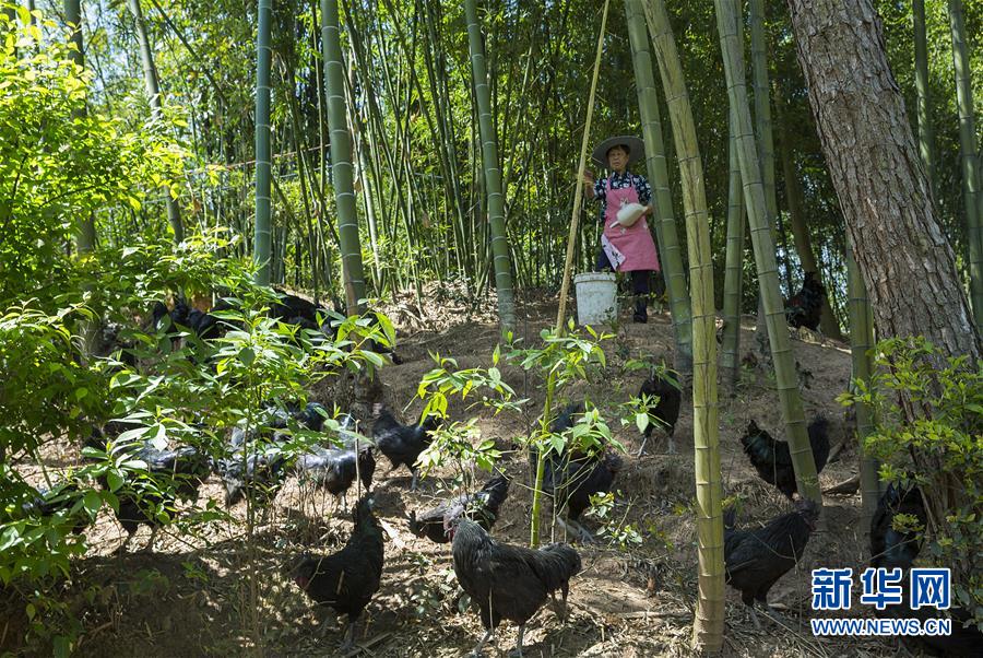 （新華全媒頭條&middot;圖文互動）（2）赤水：別了，貧困！