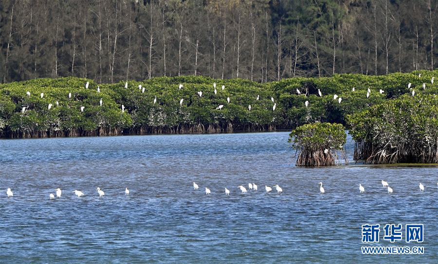 （圖文互動）（2）十年樹木、紅樹成林&mdash;&mdash;&ldquo;海上森林&rdquo;回歸記