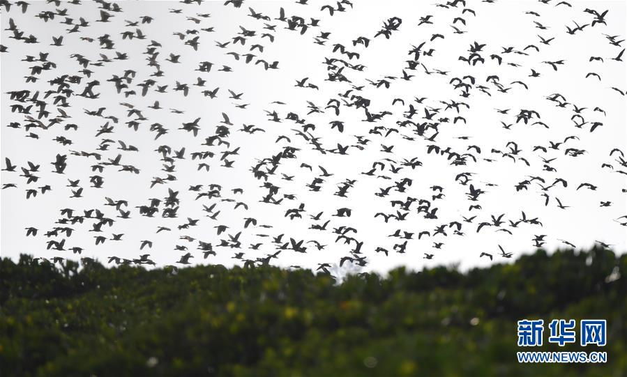 （圖文互動(dòng)）（3）十年樹木、紅樹成林&mdash;&mdash;&ldquo;海上森林&rdquo;回歸記