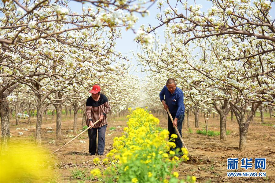 （社會(huì)）（1）春來(lái)梨農(nóng)忙