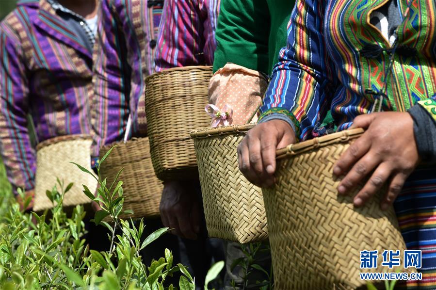 （經(jīng)濟）（7） 西藏墨脫：茶業(yè)變成致富&ldquo;金葉&rdquo;