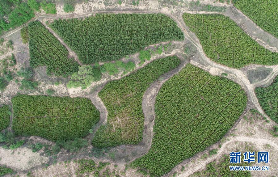 （壯闊東方潮 奮進新時代&mdash;&mdash;慶祝改革開放40年）（5）退耕還林20年 延安大地譜新篇