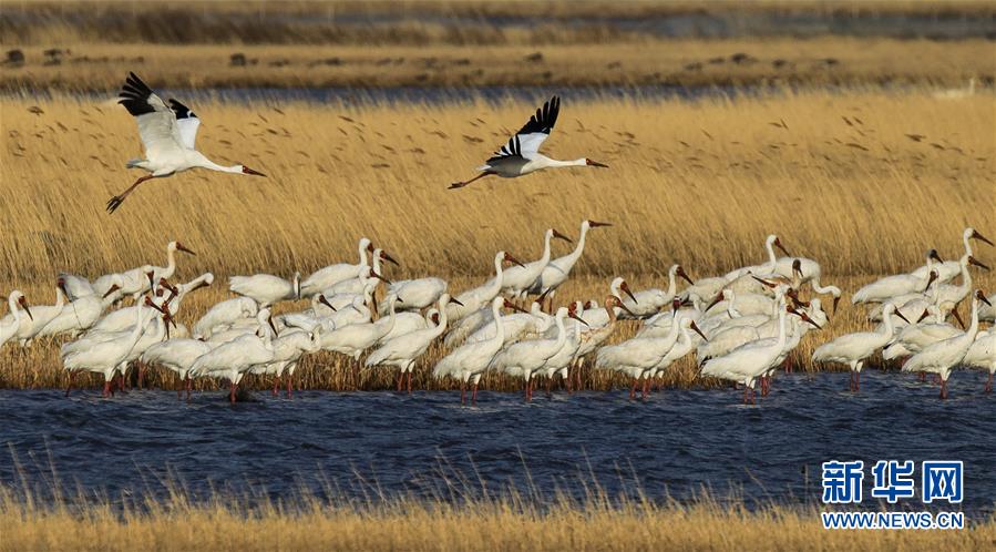 （壯闊東方潮 奮進(jìn)新時代&mdash;&mdash;慶祝改革開放40年）（12）美麗中華大地書寫綠色傳奇