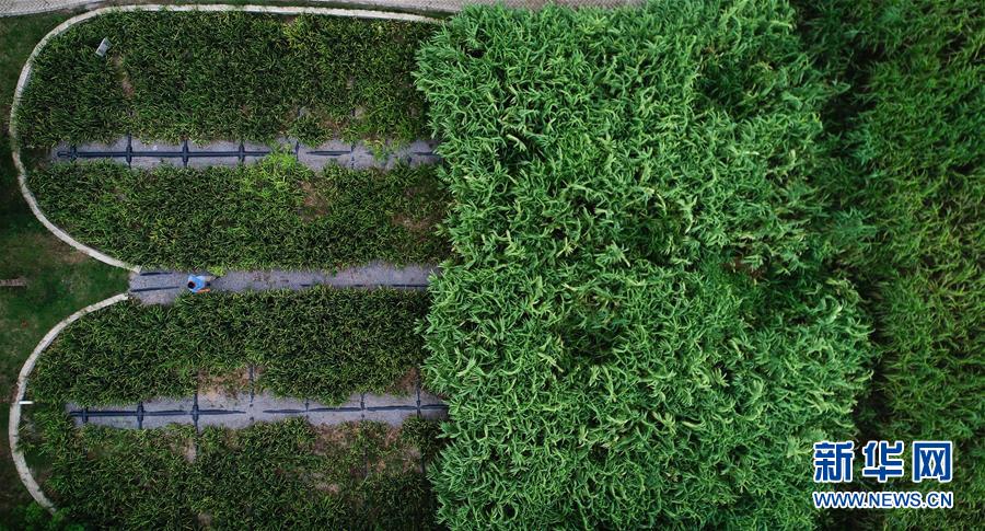 （在習(xí)近平新時代中國特色社會主義思想指引下&mdash;&mdash;新時代新作為新篇章&middot;圖文互動）（3）稀奇！治污濕地成了休閑公園&mdash;&mdash;江蘇蘇州全域推進(jìn)農(nóng)村生活污水治理