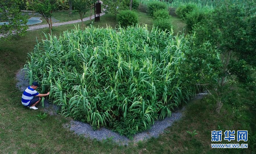 （在習(xí)近平新時代中國特色社會主義思想指引下&mdash;&mdash;新時代新作為新篇章&middot;圖文互動）（4）稀奇！治污濕地成了休閑公園&mdash;&mdash;江蘇蘇州全域推進(jìn)農(nóng)村生活污水治理