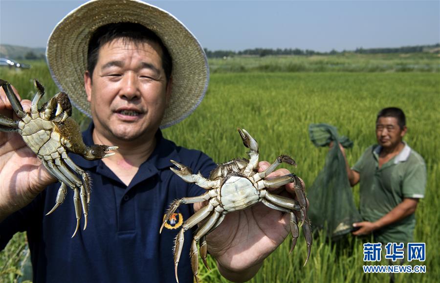 （壯闊東方潮 奮進(jìn)新時(shí)代&mdash;&mdash;慶祝改革開放40年）（5）感受&ldquo;毛烏素&rdquo;的生機(jī)