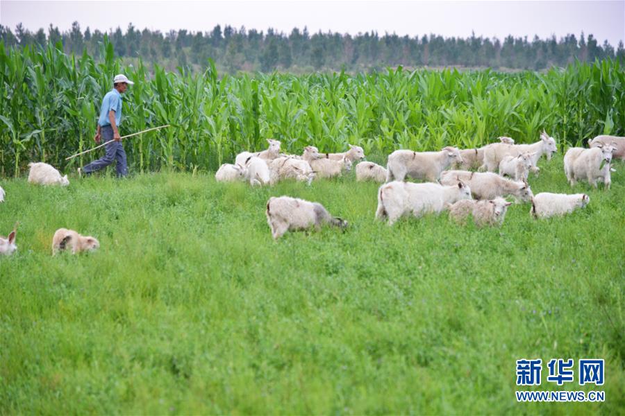（在習(xí)近平新時代中國特色社會主義思想指引下&mdash;&mdash;新時代新作為新篇章&middot;圖文互動）（3）庫布其競相演繹&ldquo;點沙成金&rdquo;傳奇