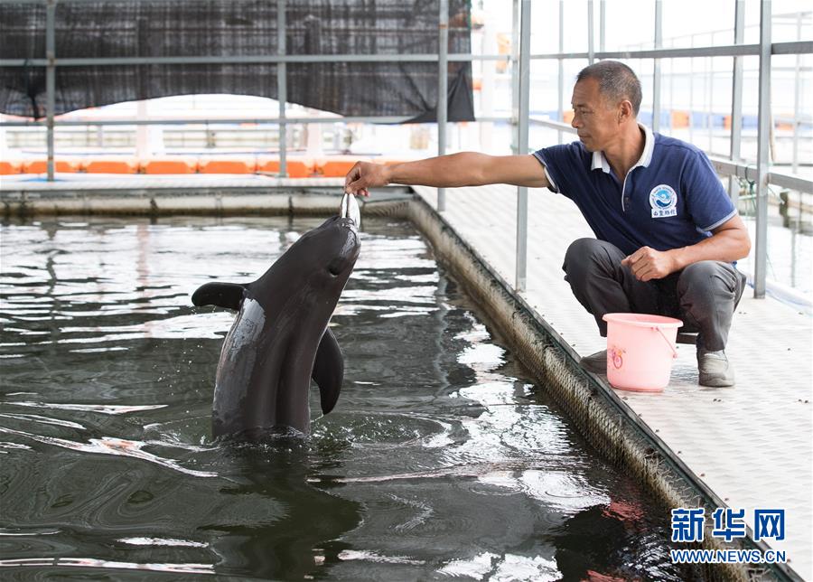 （圖文互動）（3）從消失的白鱀豚到人工繁殖江豚&mdash;&mdash;三個故事見證長江生態(tài)保護變遷