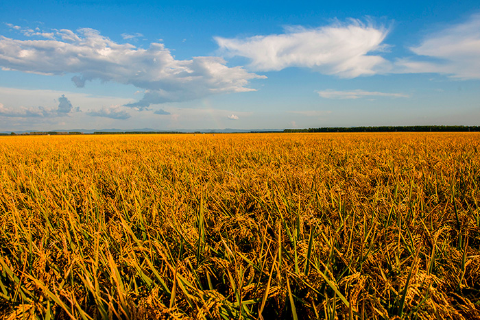 秋收的中國，你想象不到的美！但更美的是&hellip;&hellip;