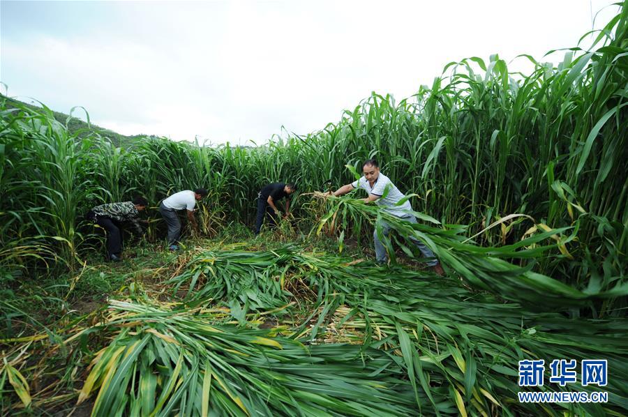 (在習(xí)近平新時(shí)代中國特色社會(huì)主義思想指引下——新時(shí)代新作為新篇章·圖文互動(dòng))(6)三年村干部 一世農(nóng)村情——記貴州石阡農(nóng)村扶貧干部