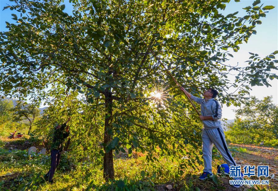 （在習近平新時代中國特色社會主義思想指引下&mdash;&mdash;新時代新作為新篇章&middot;鄉(xiāng)村振興戰(zhàn)略&middot;圖文互動）（1）&ldquo;小山貨&rdquo;成為&ldquo;黃金果&rdquo;&mdash;&mdash;河北涉縣山核桃&ldquo;抱團發(fā)展&rdquo;贏市場