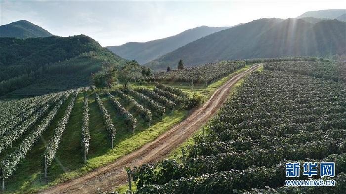 （百城百縣百企調(diào)研行&middot;圖文互動(dòng)）（7）吉林集安：邊陲&ldquo;綠色明珠&rdquo;為何如此閃亮？