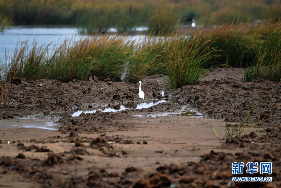 （新華視點&middot;圖文互動）（4）福建10名黨員干部被問責(zé)的背后：7部門十余次執(zhí)法未能有效制止泉州灣濕地圍墾行為