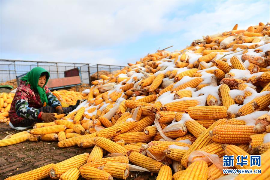 （在習近平新時代中國特色社會主義思想指引下&mdash;&mdash;新時代新作為新篇章&middot;鄉(xiāng)村振興戰(zhàn)略&middot;圖文互動）（1）吉林榆樹：產(chǎn)糧&ldquo;冠軍縣&rdquo;大旱之年從容應對減產(chǎn)考驗