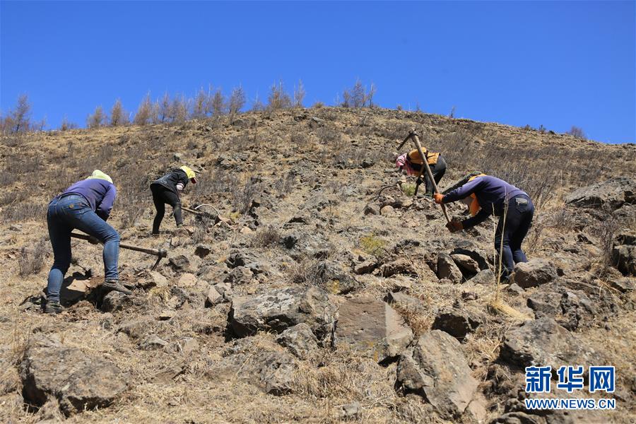 （新華全媒頭條&middot;圖文互動(dòng)）（8）那一抹綠色，走進(jìn)越來越多人心里&mdash;&mdash;河北塞罕壩續(xù)寫新時(shí)代綠色傳奇