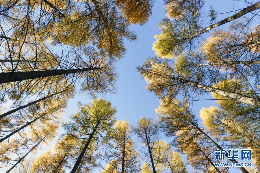 （新華全媒頭條&middot;圖文互動(dòng)）（9）那一抹綠色，走進(jìn)越來越多人心里&mdash;&mdash;河北塞罕壩續(xù)寫新時(shí)代綠色傳奇