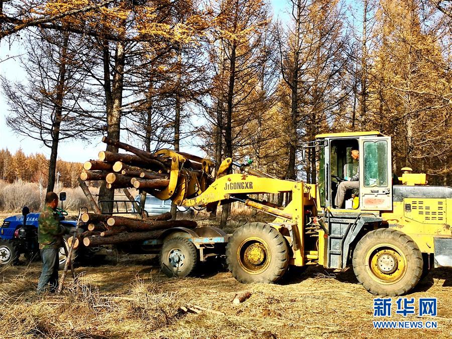 （新華全媒頭條&middot;圖文互動(dòng)）（7）那一抹綠色，走進(jìn)越來越多人心里&mdash;&mdash;河北塞罕壩續(xù)寫新時(shí)代綠色傳奇