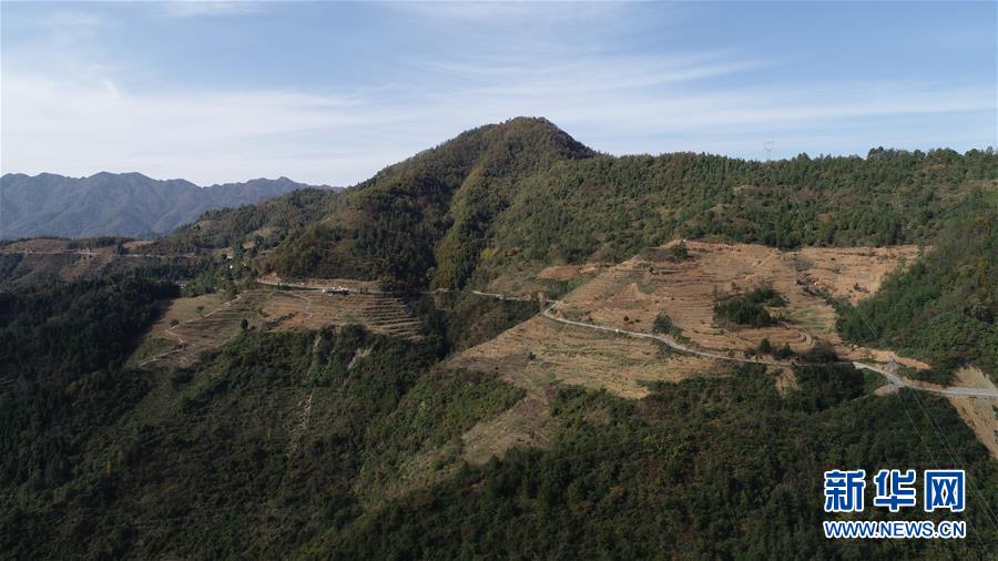 （在習近平新時代中國特色社會主義思想指引下&middot;慶祝改革開放40周年&middot;共享發(fā)展&middot;圖文互動）（4）&ldquo;浙江親人&rdquo;請心安 白茶苗已種滿山&mdash;&mdash;浙江安吉捐贈四川青川白茶苗種植地探訪