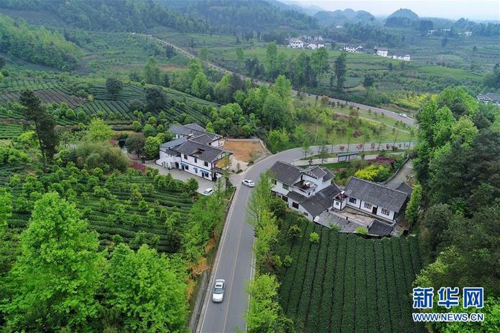 （百城百縣百企調(diào)研行&middot;圖文互動(dòng)）（3）貴州湄潭：綠浪淘心 茶富萬(wàn)民